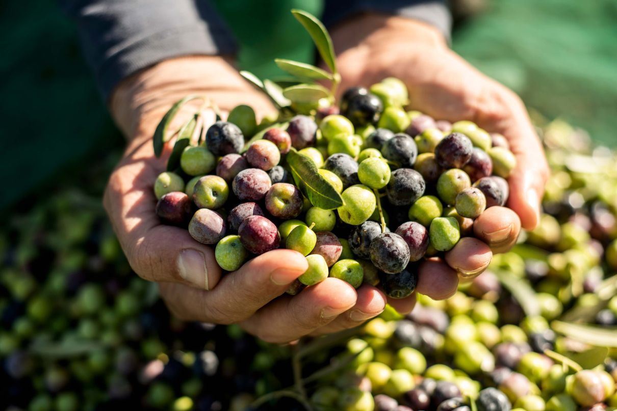 propiedades de las aceitunas